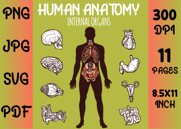 A Practical Designer's Review of Human Anatomy Internal Organs Pages