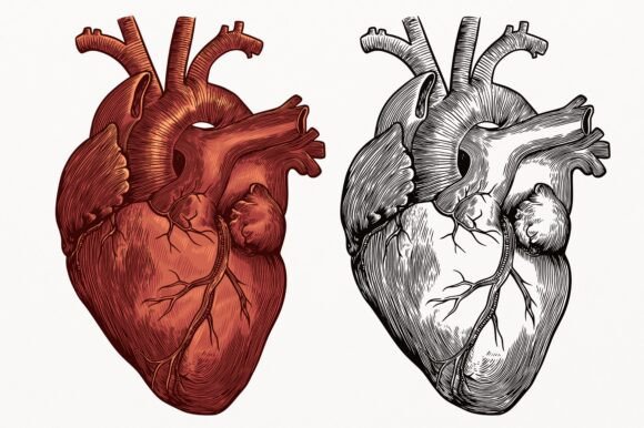 Anatomical Heart Illustration for Embroidered Projects