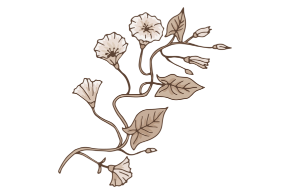 Bindweed Drawing: An Embroidery Designer's Honest Review