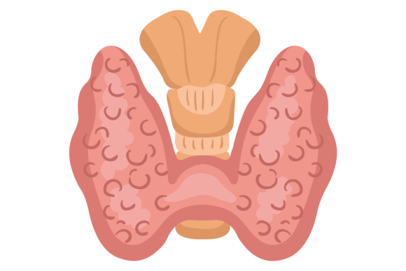 Evaluating the Thyroid Gland Illustration for Embroidery